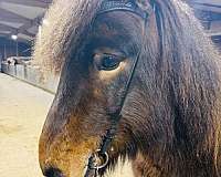 experienced-icelandic-horse