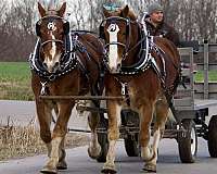 double-dilute-draft-horse