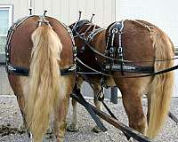 futurity-eligible-draft-horse