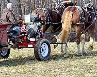 le-draft-horse