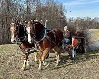 amish-gelding