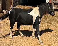 white-shetland-pony-gelding