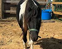 white-double-registered-pony