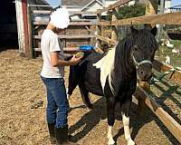 white-amha-gelding