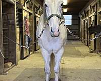 dressage-pole-gelding