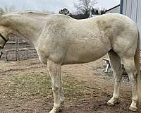 grey-dressage-pole-horse