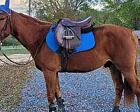 quarter-horse-for-sale