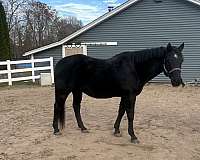 blue-roan-star-horse