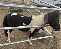 miniature-horse-for-sale