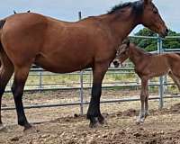 cooled-arabian-horse