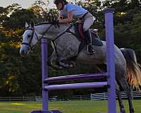 equitation-quarter-horse