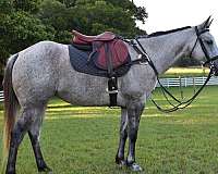 hunter-quarter-horse