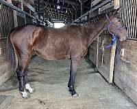 thoroughbred-horse-for-sale