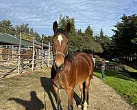 mustang-gelding