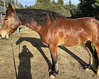 mustang-horse-for-sale