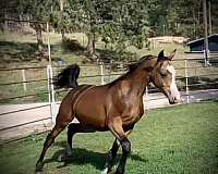 beautiful-color-half-arabian-horse