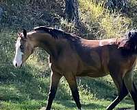 buckskin-gelding-half-arabian-horse