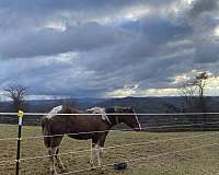 aqha-paint-filly-yearling