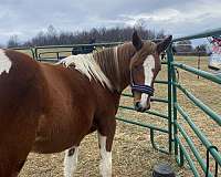 aqha-percheron-filly-yearling