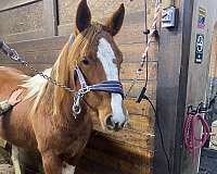 aqha-draft-filly-yearling