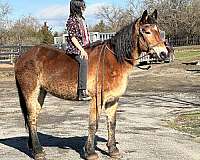 beginner-percheron-horse