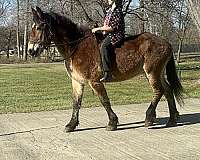 beautiful-bay-percheron-horse