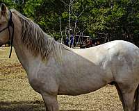 all-around-appaloosa-horse