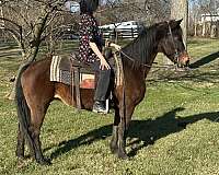 friesian-crossbred-pony