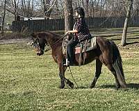 english-crossbred-pony