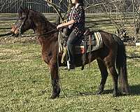 beginner-crossbred-pony