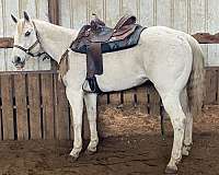 athletic-quarter-horse