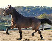 dressage-friesian-horse