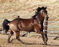 driving-friesian-horse