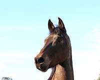 horsemanship-friesian-horse