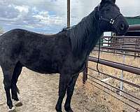 ranch-work-quarter-horse