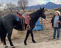 trail-quarter-horse