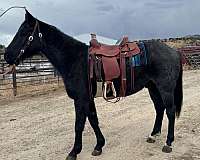 beginner-quarter-horse