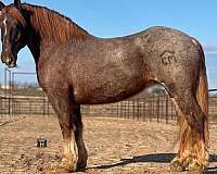 quarter-horse