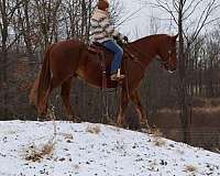 beginner-safe-quarab-horse