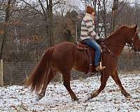 ranch-work-quarab-horse