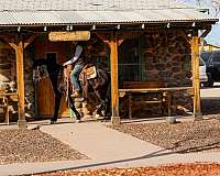 tennessee-walking-horse