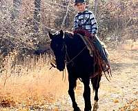 beginner-safe-tennessee-walking-horse