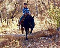 family-horse-tennessee-walking