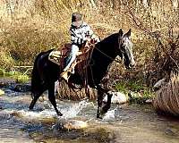 trail-tennessee-walking-horse