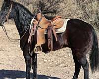 beginner-tennessee-walking-horse