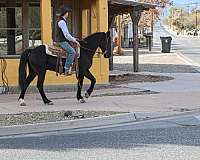 flashy-tennessee-walking-horse