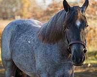 beginner-safe-tennessee-walking-horse