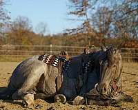 gaited-tennessee-walking-horse