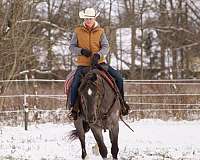 trail-tennessee-walking-horse