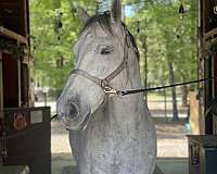 thoroughbred-horse-for-sale